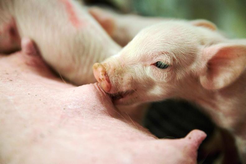 Recommendation to end use of farrowing crates on pig farms