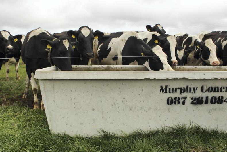 Cows go without water in 30°C heat in Wexford - Vimarsana News