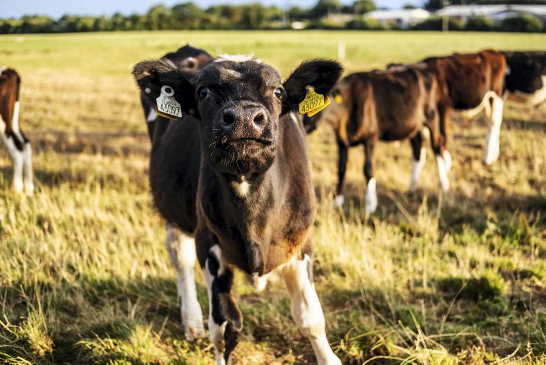 Dairy management: grass deficits linger - Vimarsana News