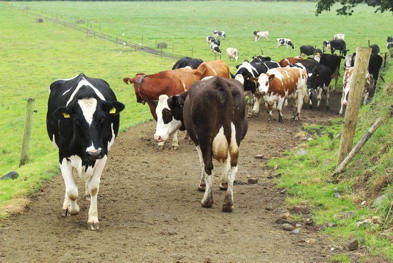 Moving to robotic milking as easy as ABC - Vimarsana News