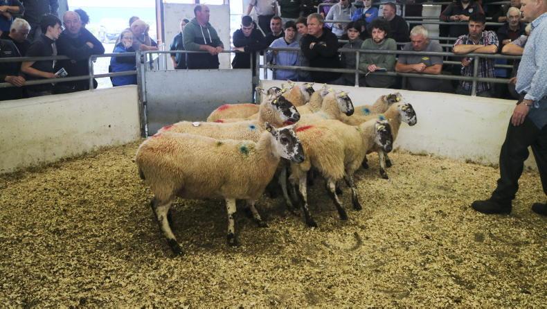 Sheep mart prices: big jump in entries - Vimarsana News