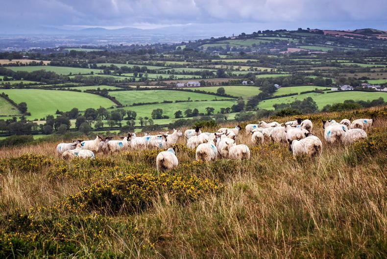 NI news round-up: dairy trade, hot ewe sales and peat compost ban - Vimarsana News