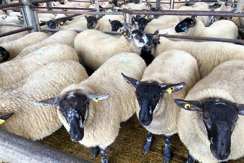 Camera at the Mart: 95% clearance rate at Aughrim Sheep Breeders show - Vimarsana News