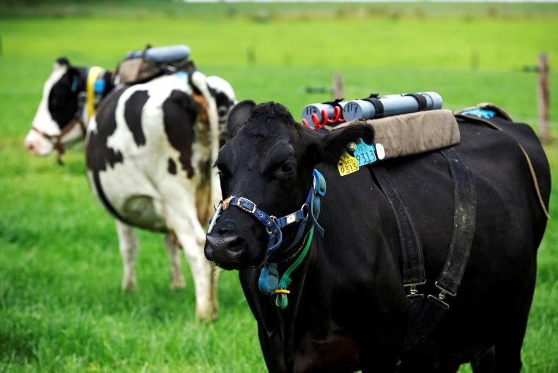 Methane vaccine could be farming's 'holy grail', claims Kerry scientist Roche - Vimarsana News