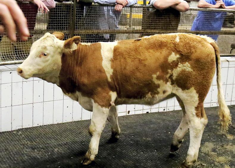 Simmentals to sort out calf ages 07 September 2022 Free