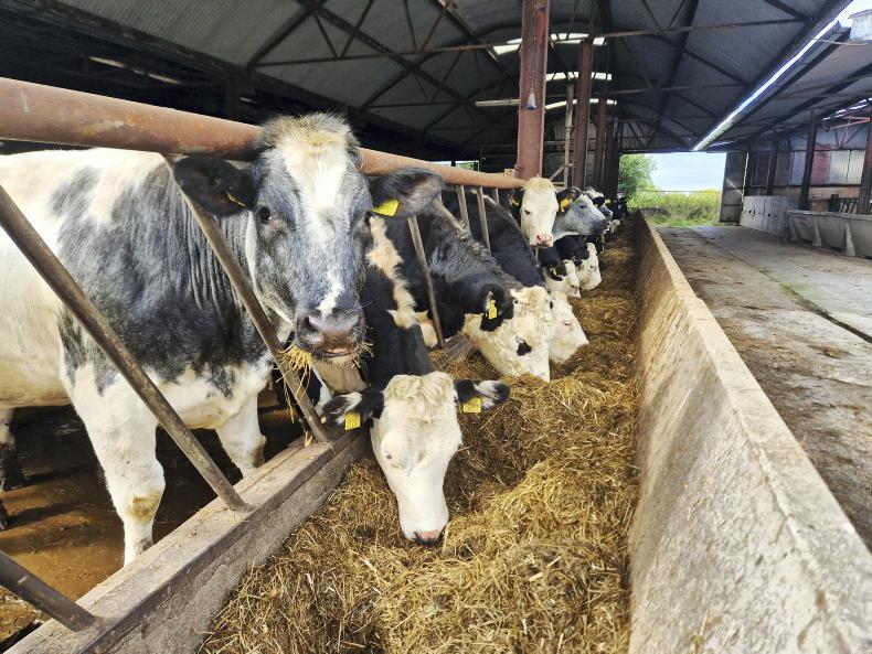 THRIVE: indoor finishing period commences for bullocks - Vimarsana News