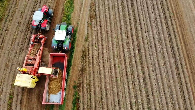 Potatoes: finding market stability in a changing world - Vimarsana News