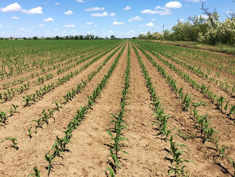 Over €28bn worth of damage caused to Ukraine's agriculture sector 11 September 2022 Free - Vimarsana News