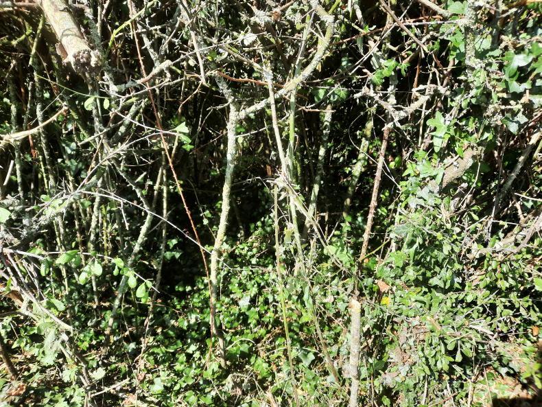 Coppicing upside-down toilet brush hedges - Vimarsana News