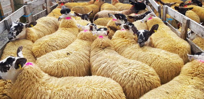 Camera at the Mart: ewe lambs sell to £169 at Aghanloo - Vimarsana News