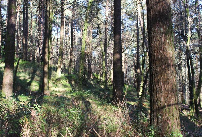 Widespread support for a Forestry Development Agency - Vimarsana News