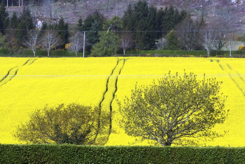 Oilseed rape area could push above 20,000ha - Vimarsana News