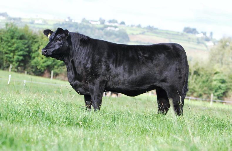 New Angus autumn extravaganza show and sale in Thurles Mart - Vimarsana News