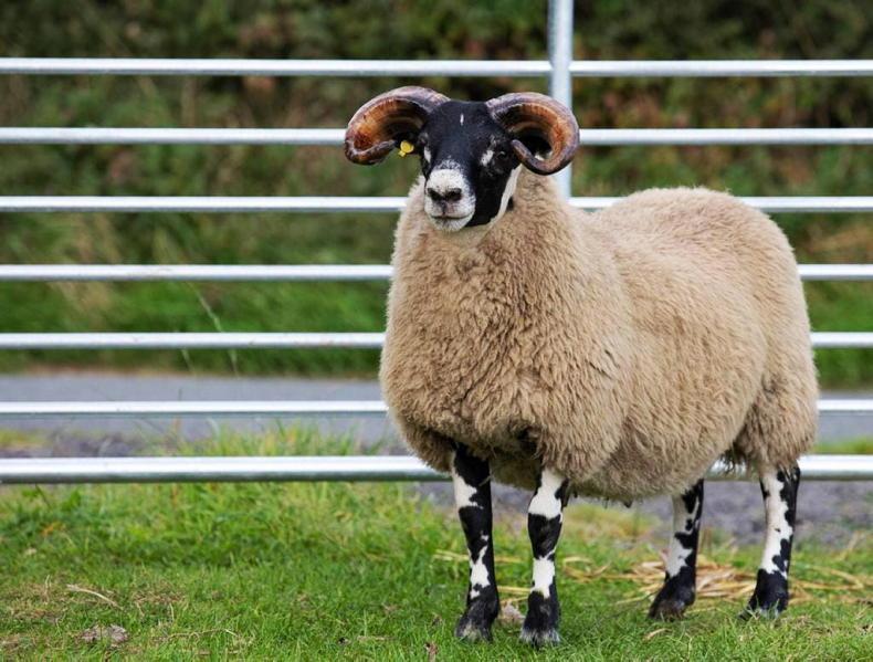 New South of Ireland Lanark Sheep Breeders group launched - Vimarsana News