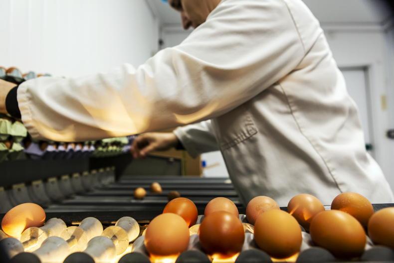 Protests stood down at Aldi and Lidl as farmers get 1.2c/egg - Vimarsana News
