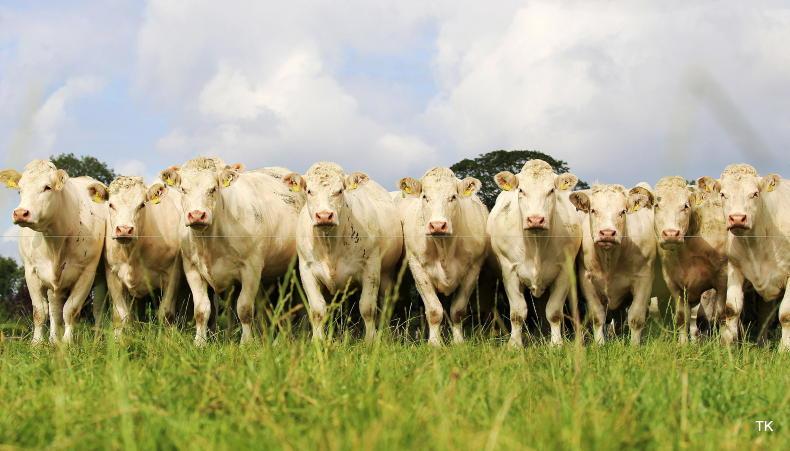 Agri jobs: farm managers sought for dairy and pedigree Charolais herd - Vimarsana News
