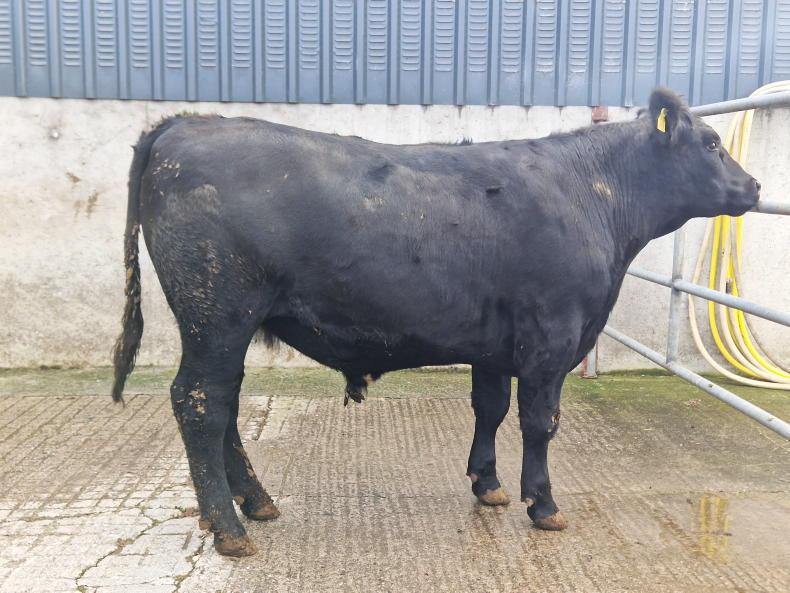 Thrive weekly roundup: Angus bullocks average 295kg - weather warning for calves - Vimarsana News