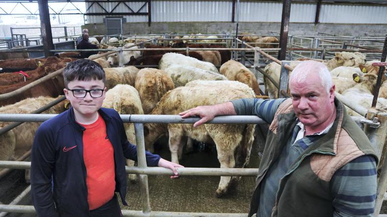 Way out West: Golden weanlings and Limestone cows - Vimarsana News