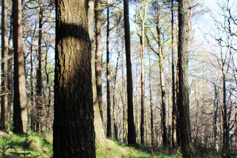 Forestry vision points the way – now the real work begins - Vimarsana News