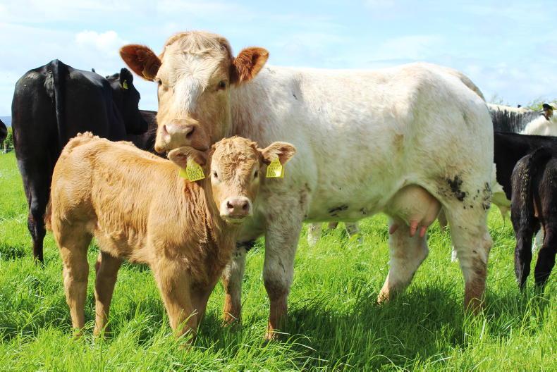 Editorial: will 2023 return record beef prices or record losses? - Vimarsana News