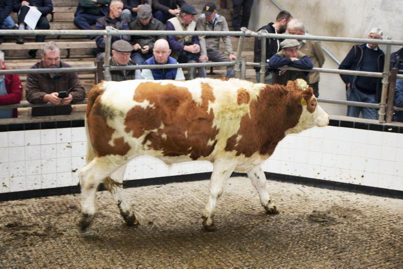 Camera at the Mart: finishers active around Templemore ring - Vimarsana News