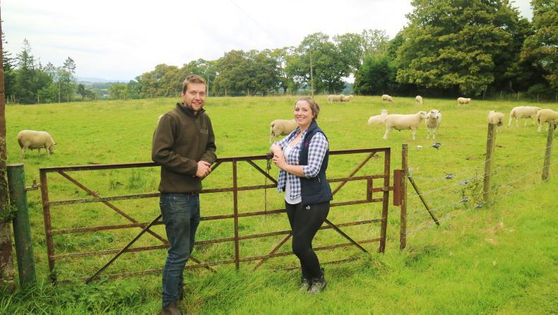 Switching from economics and finance to sheep farming - Vimarsana News