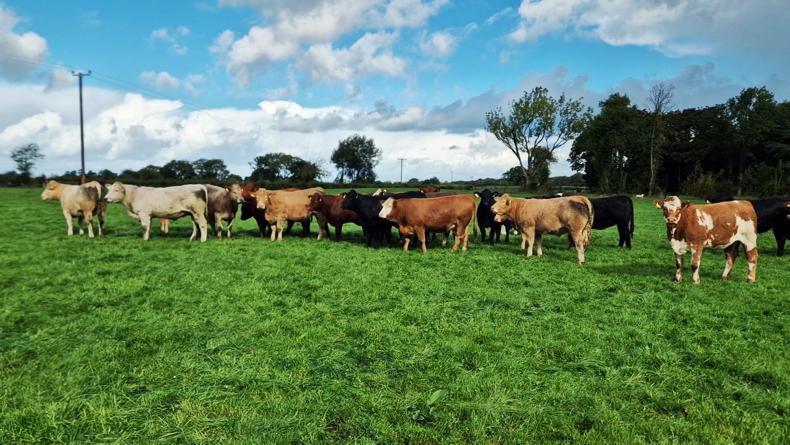 Tullamore Farm: countdown to in-calf heifer sale - Vimarsana News