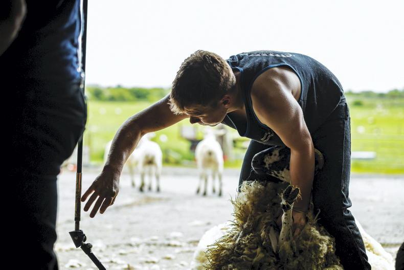 Golden Shears world sheep shearing championships call for applications - Vimarsana News