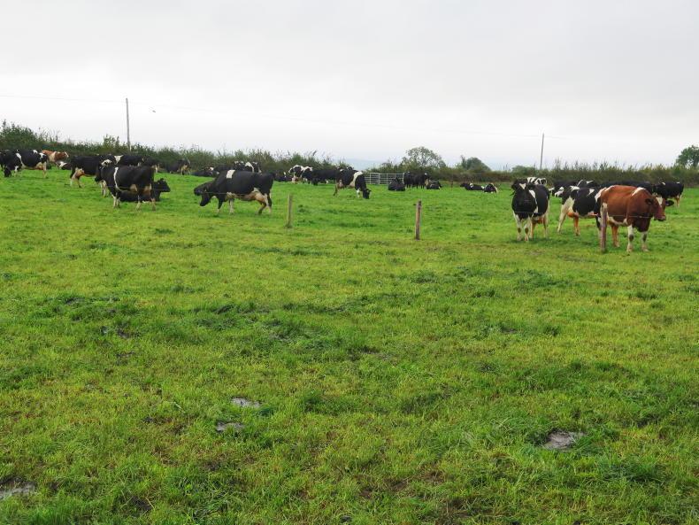 38% reduction in nitrogen on Laois farm - Vimarsana News