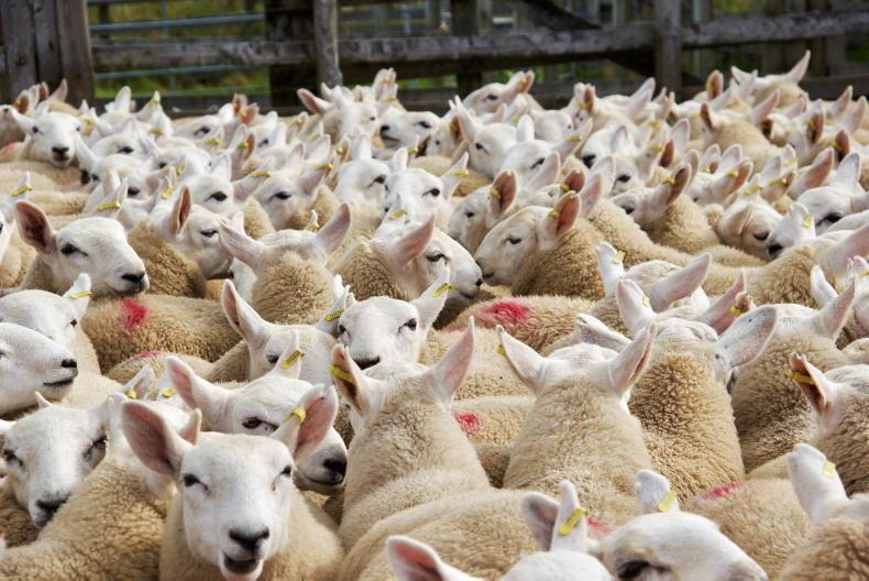 UK lamb exports running 10% lower year on year - Vimarsana News