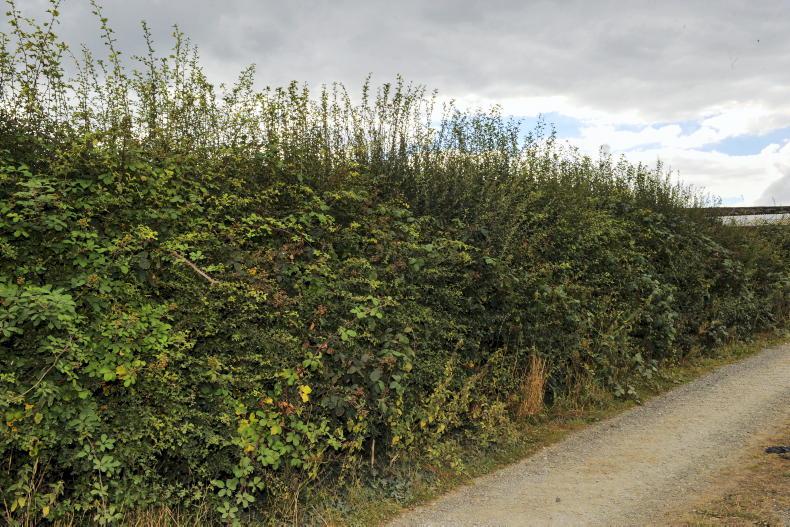 Planting a hedge: where to start? - Vimarsana News