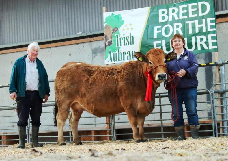Altamont Pennyhill tops Irish Aubrac premier at €4,150 in Tullamore - Vimarsana News