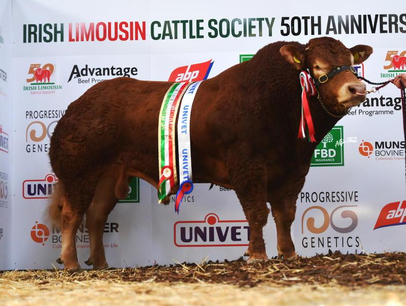 Trouble in the Limousin pen - Vimarsana News