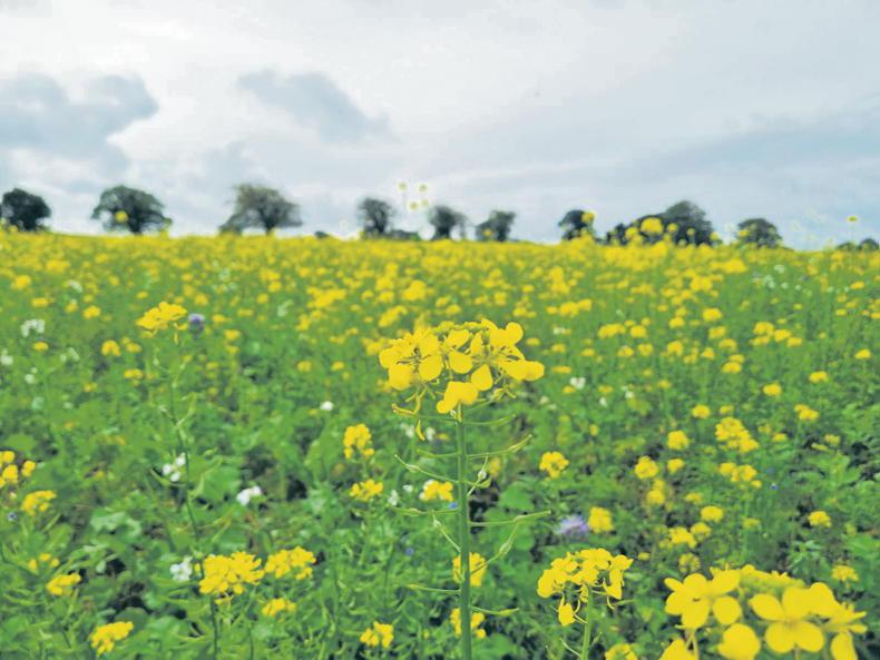 A great year in the Tramlines on yield, price and weather - Vimarsana News