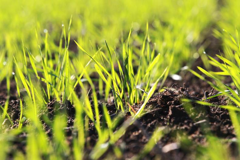 Tillage Podcast: rain, seed rates, renewables and Black Sea troubles - Vimarsana News