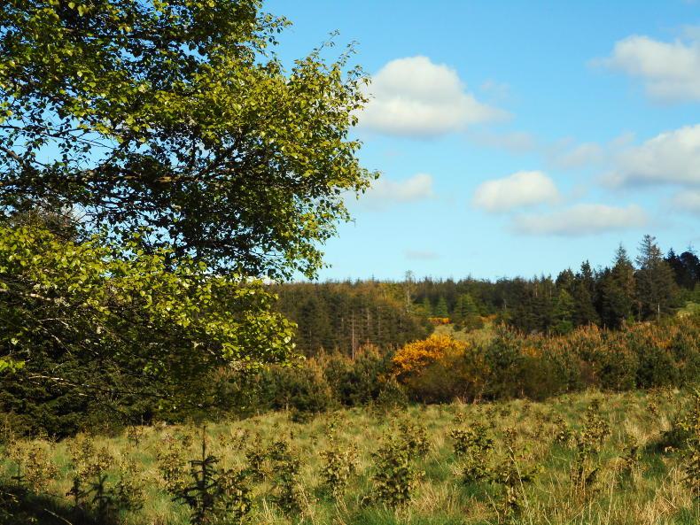 Ambitious €1.3bn forestry programme launched - Vimarsana News