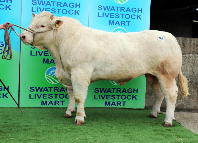 Charolais bulls hit 7,200gns in Swatragh - Vimarsana News
