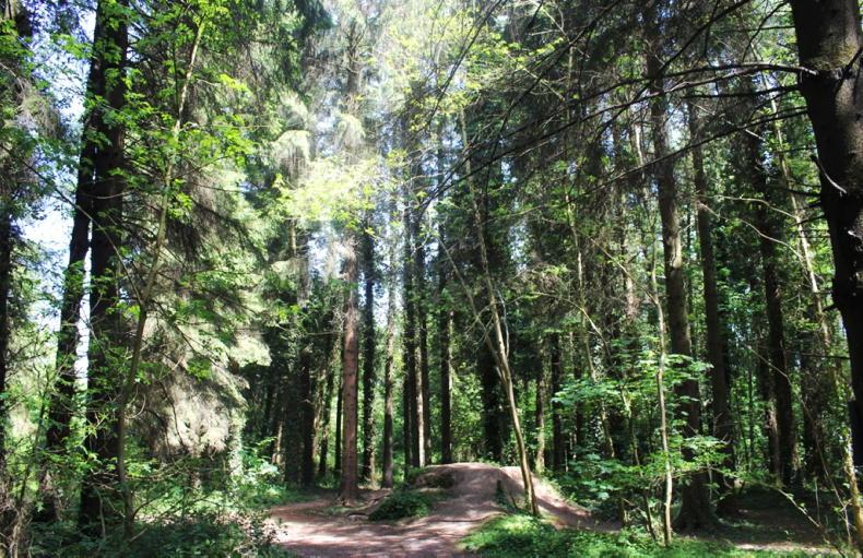 New forestry premiums should 'encourage farmers' to plant - Vimarsana News