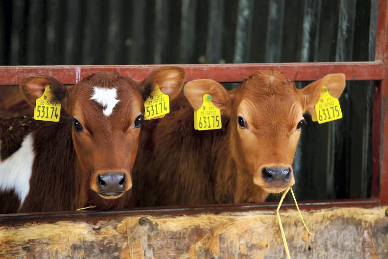 Calf slaughter to be banned from 2024 - Vimarsana News