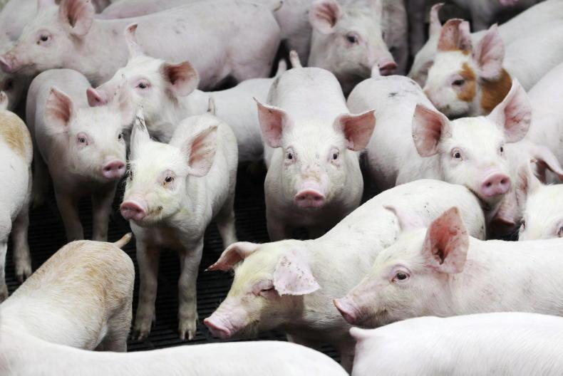 NI round-up: record high cow kill in NI, record low antibiotic use in UK - Vimarsana News