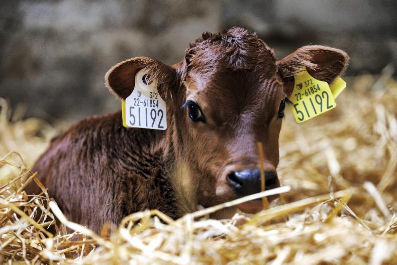 ICMSA warns of dairy sector's 'self-destruction' on calf welfare 10 November 2022 Free - Vimarsana News