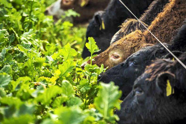 Five tips for grazing forage brassica crops in winter - Vimarsana News