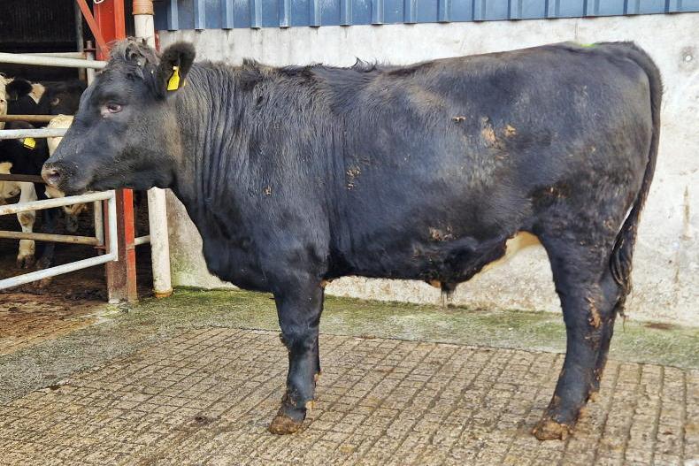 Watch: Thrive bullocks average 310kg carcase at 20 months - Vimarsana News