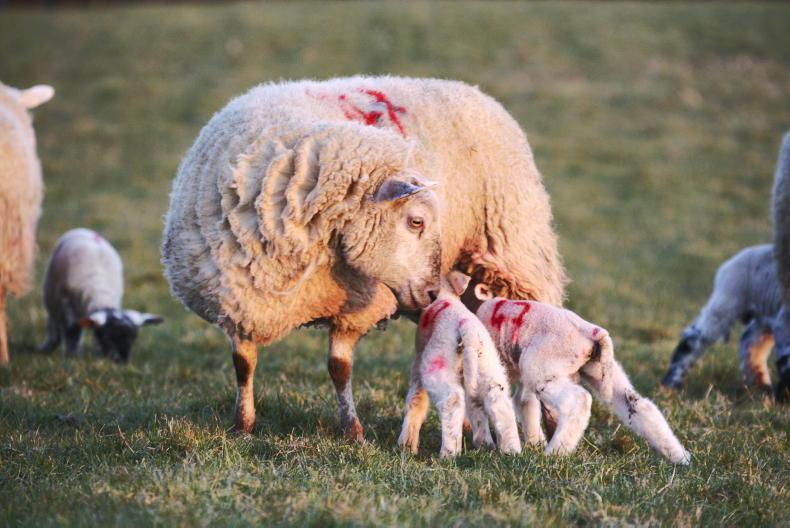 New year, new stock: share your photos of your 2023 new arrivals - Vimarsana News