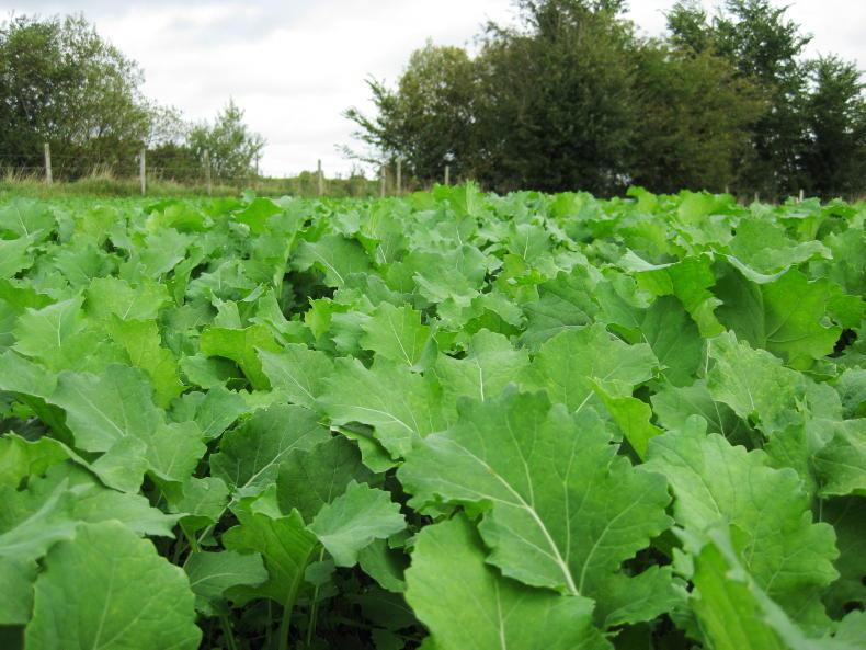 Examining what cover crops to use to tackle different issues - Vimarsana News
