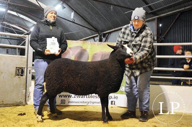 Zwartbles hogget sizzles to €1,500 for new female record