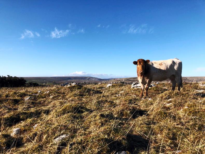 40,000ha of Burren land to be nature-scored in ACRES – Hackett - Vimarsana News
