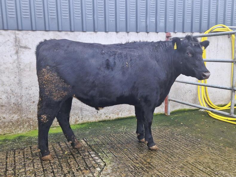 In pictures: Thrive stock slaughter performance - Vimarsana News