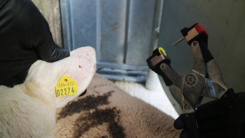 Department confirms SIS-genotyped ram requirements - Vimarsana News