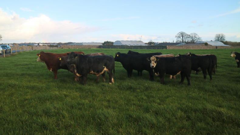 Newford Farm update: 2022-born bullocks housed weighing 394kg - Vimarsana News